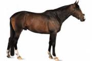 DNA profile Horse