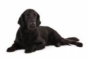 flat-coated-retriever