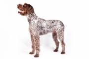 german-wirehaired-pointer