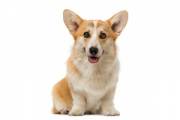 welsh_corgi_pembroke