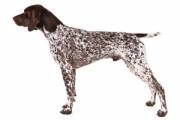 german-shorthaired-pointer