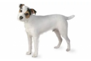 jack_russell_terrier