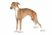 italian_greyhound